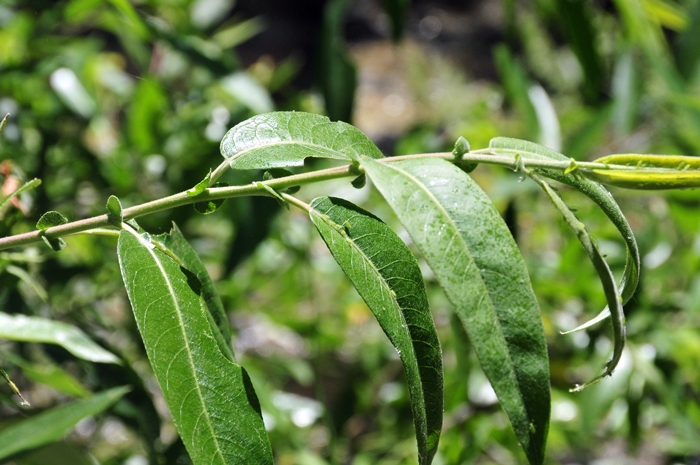 Peachleaf Willow are appropriately name as the leaves clearly resemble peach tree leaves.  Salix amygdaloides